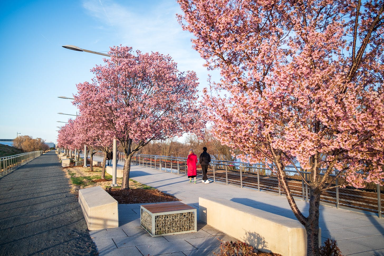Cherry Blossom Watch Update: March 15, 2026