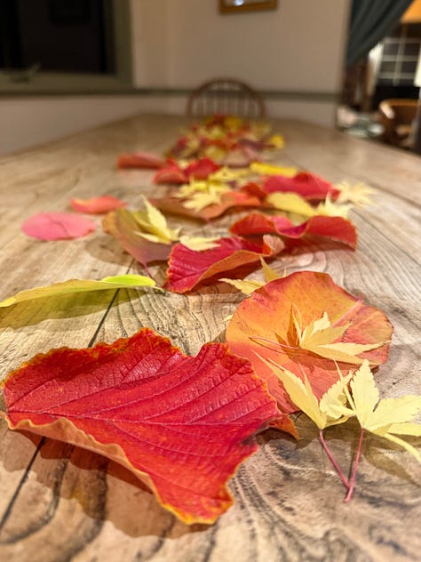 photos of a wood burning stove, red berries, a table strewn with autumnal foliage, a coyote in the woods, a handwritten letter with a painted postcard, and Megan framed by a cabin doorway