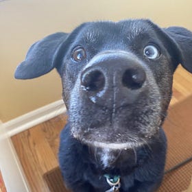 Contrarian Pet of the Week