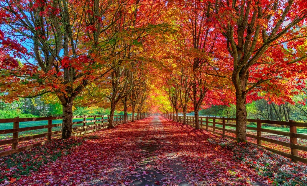 10 Fall Safety Tips to Help You and Your Family Enjoy the Autumn Fun -  Velocity Urgent Care
