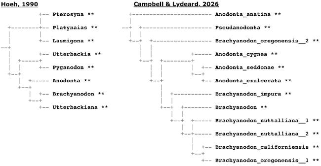 Cladograms from Hoeh (1990) and Campbell & Lydeard (2026).