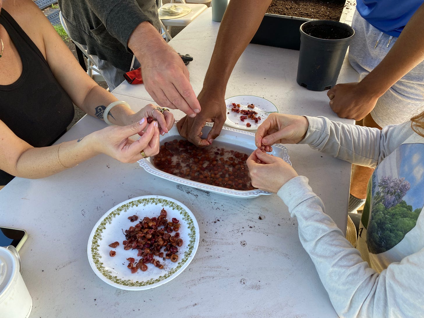 Four pairs of hands, all different shades of skin, around a table reaching into a low dish full of water and brown seedpods.