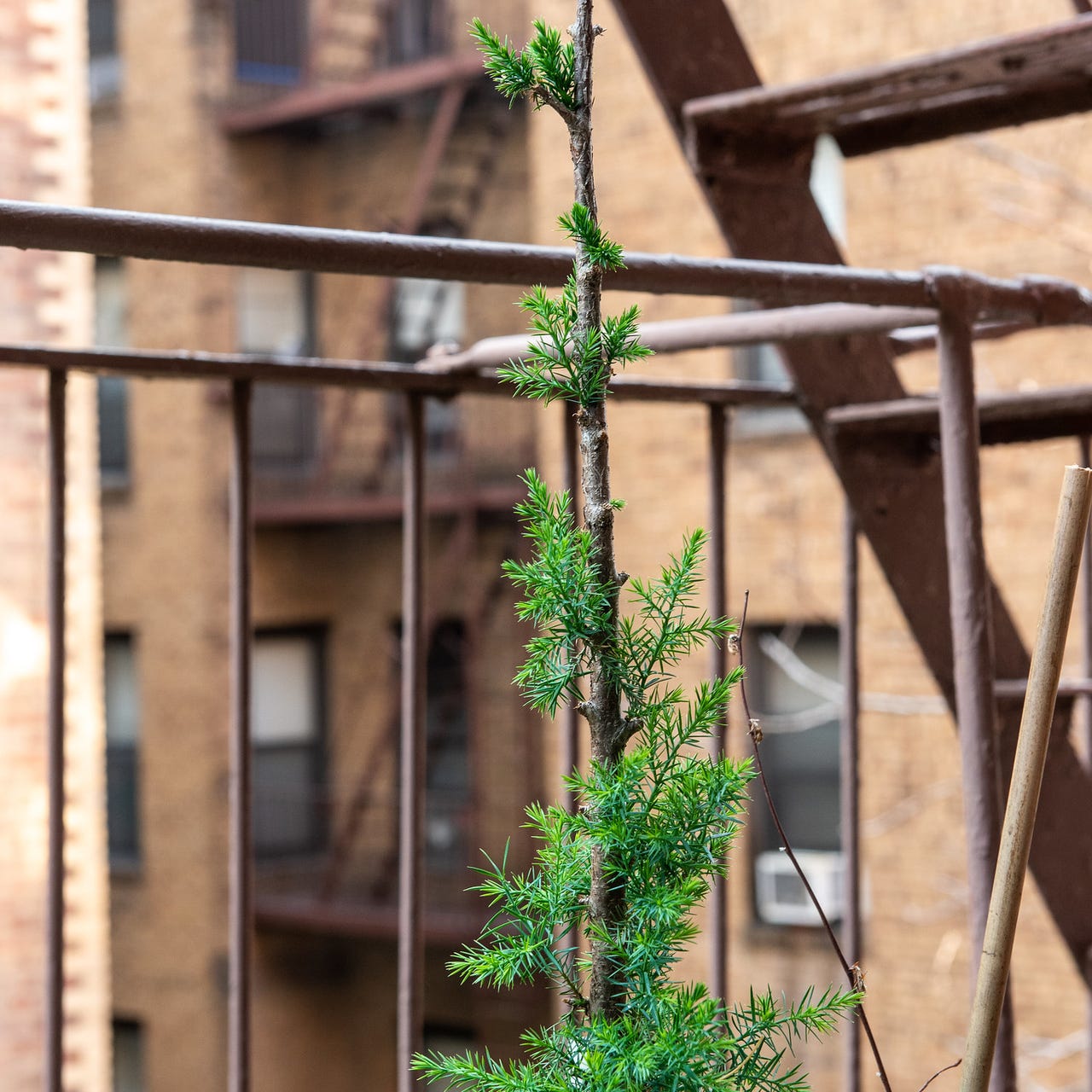 Fire Escape Bonsai