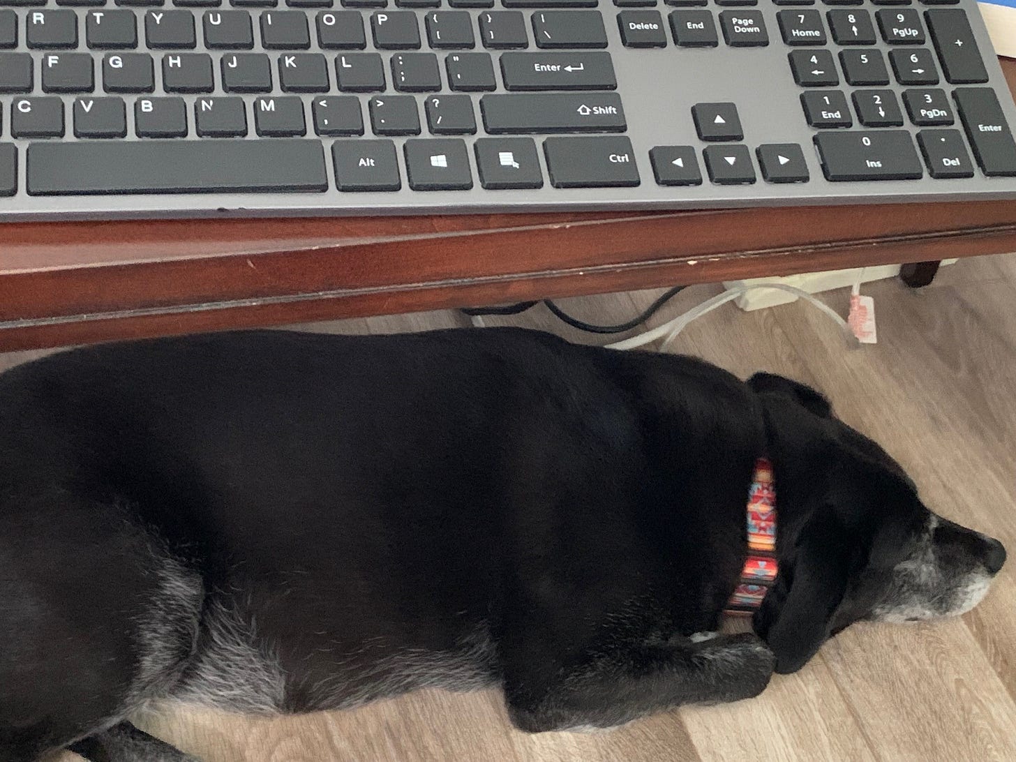 Black dog lying underneath desk with keyboard