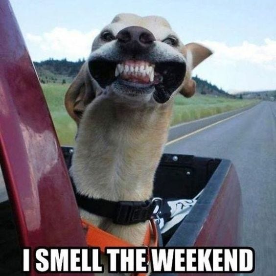 Funny Friday Memes to Celebrate The Weekend in 2024 - Lola Lambchops