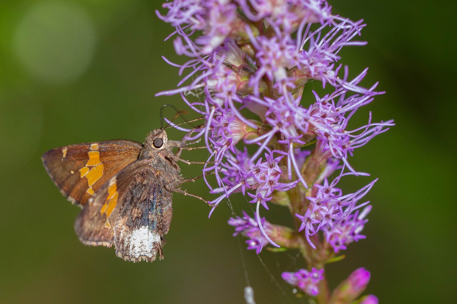 Orange and white and dark brown butterfly visiting a stalk of pale purple flowers