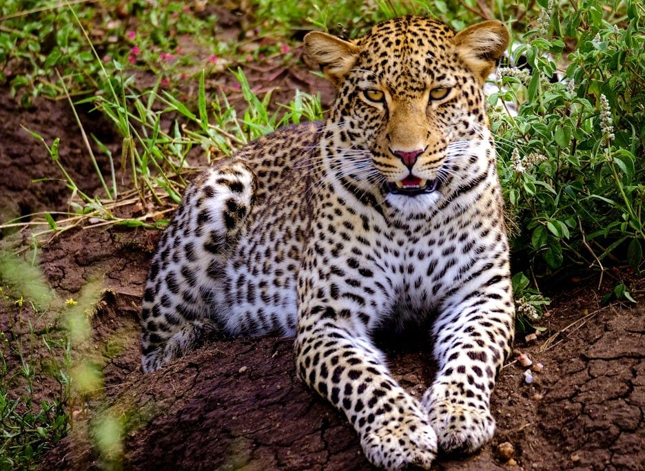 leopard on brown tree trunk leopard on brown tree trunk