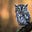 not Duo the Owl's avatar