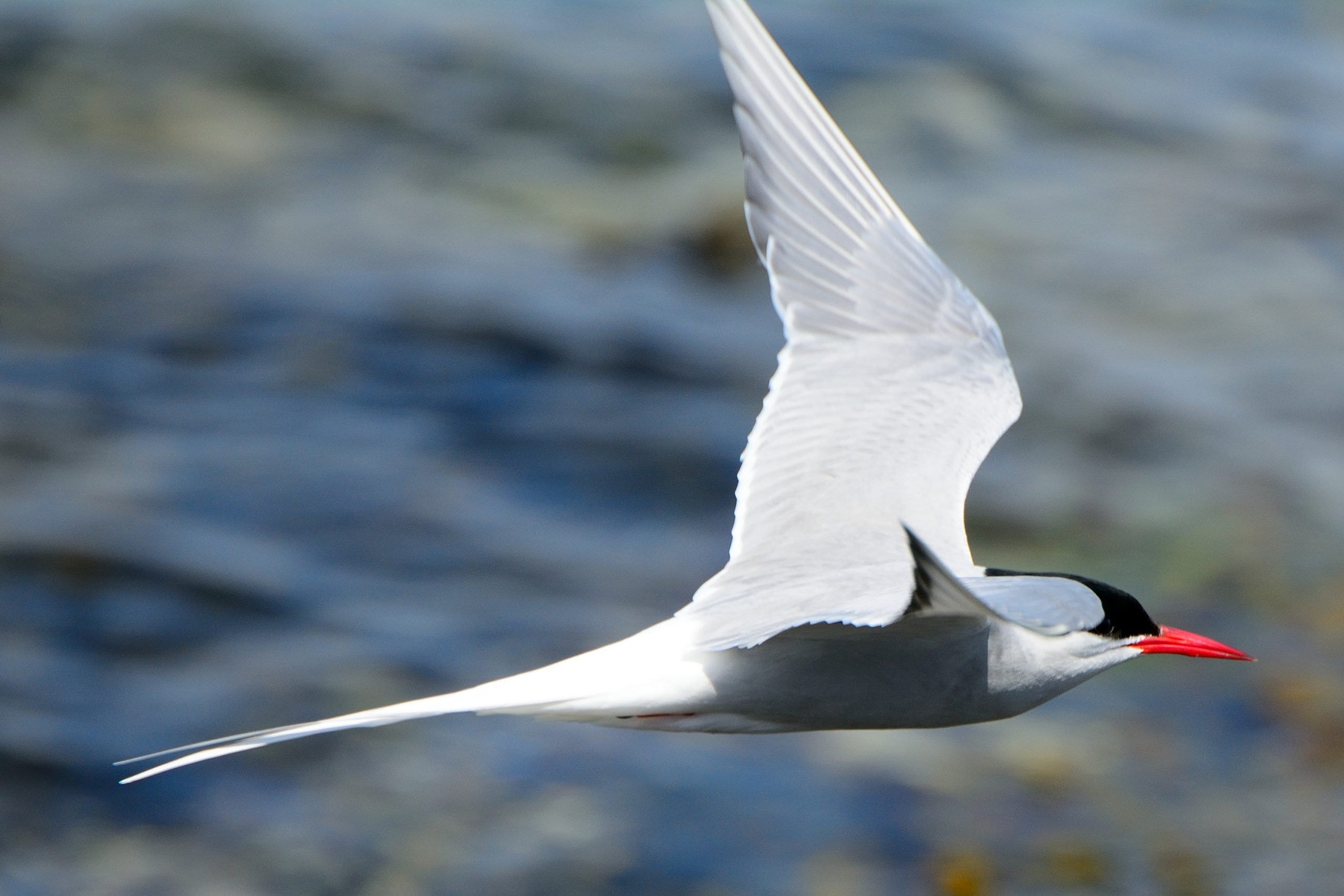 The world's ultimate traveler: the Arctic Tern