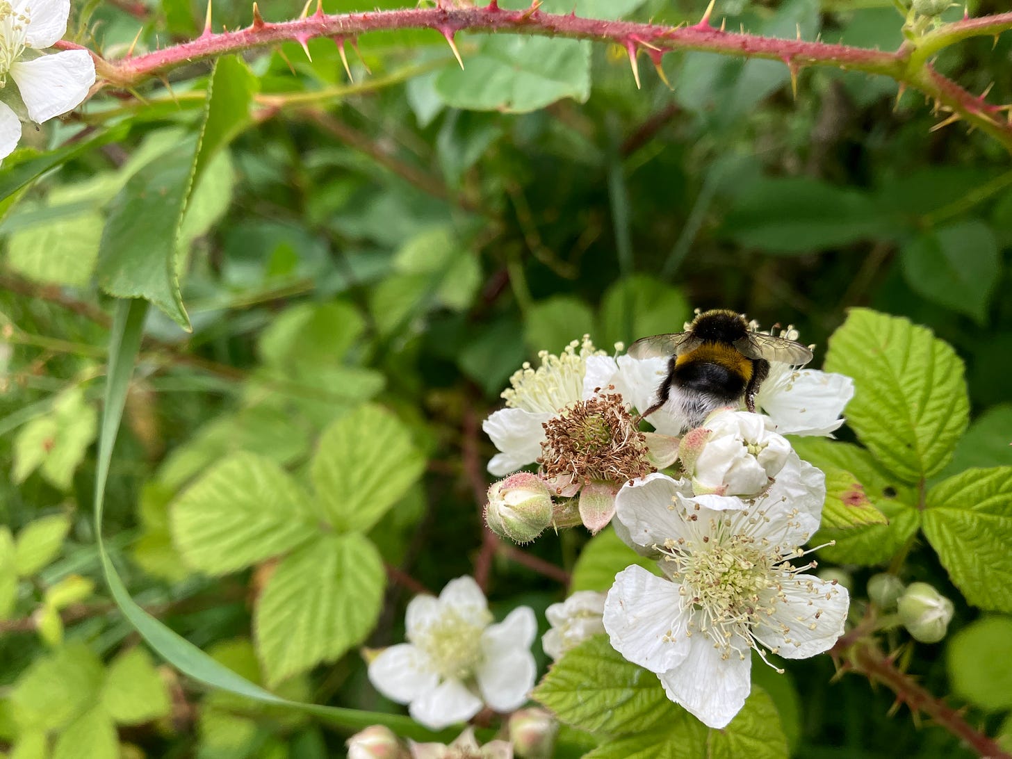 Photo of bee on blackberry flower