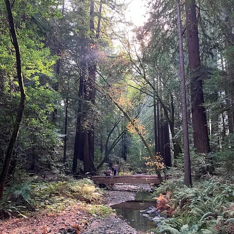 Trees and forests