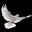 John E Rollinson's avatar