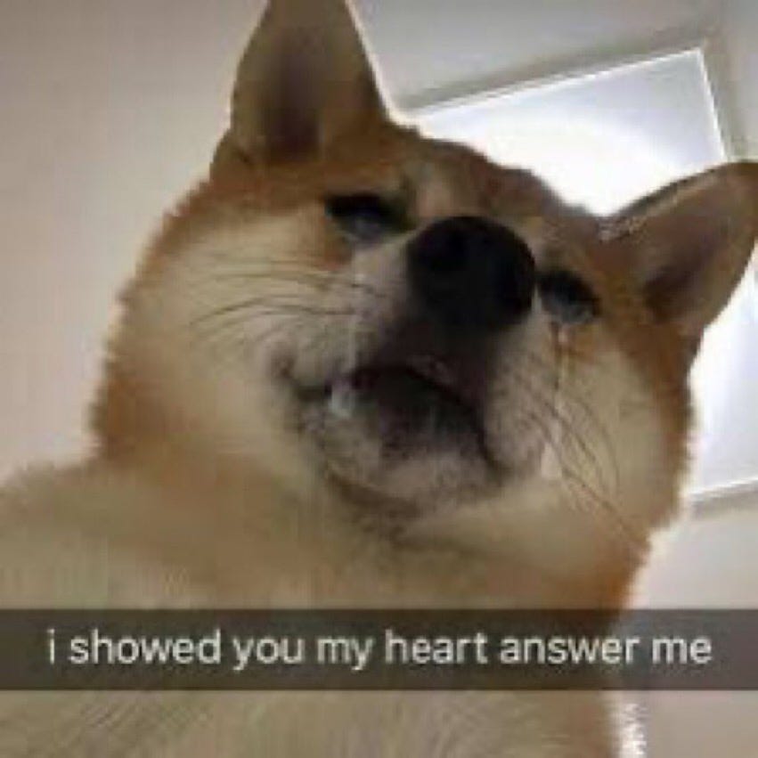 funny shiba inu. share you story. i showed you my heart answer me.