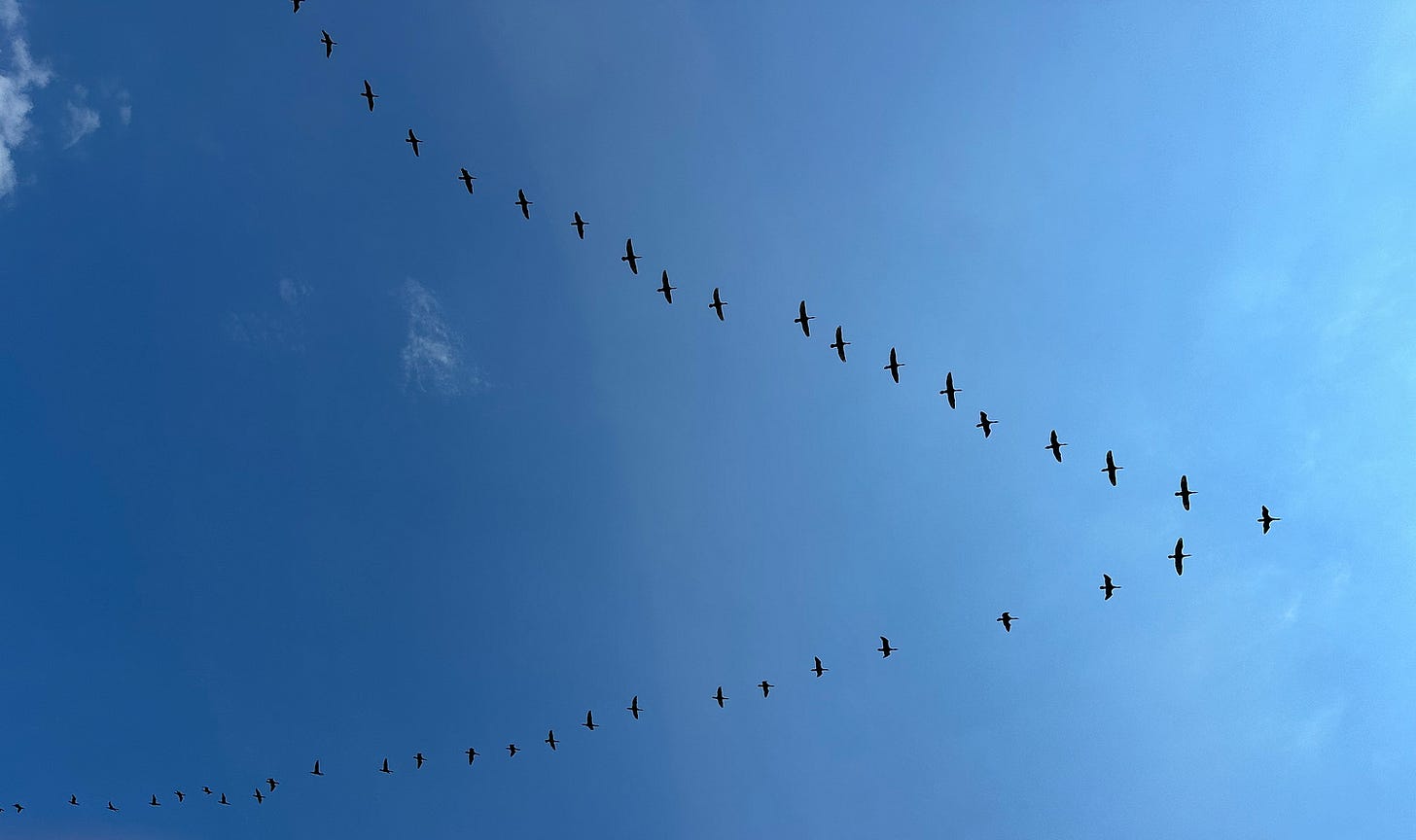 Canada geese flying in a v-shape overhead Canada geese flying in a v-shape overhead
