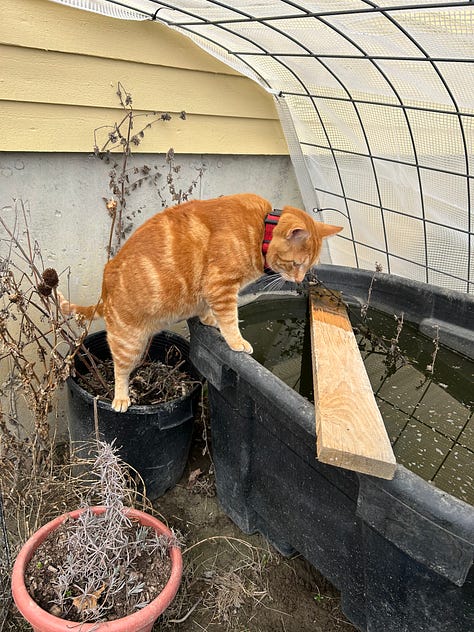 cat in greenhouse