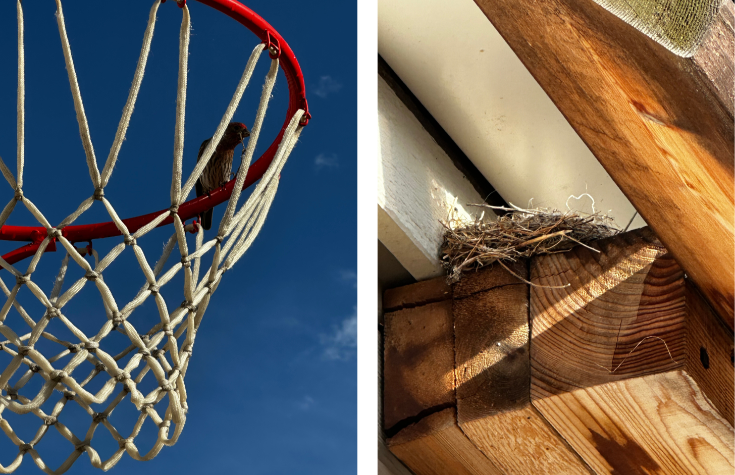 Split image. (Left Side): A small bird perches inside the rim of a red basketball hoop, tucked among the worn netting against a clear blue sky. Alt Text (Right Side): A tiny bird's nest made of twigs rests in the corner of a wooden roof beam, bathed in warm afternoon light.