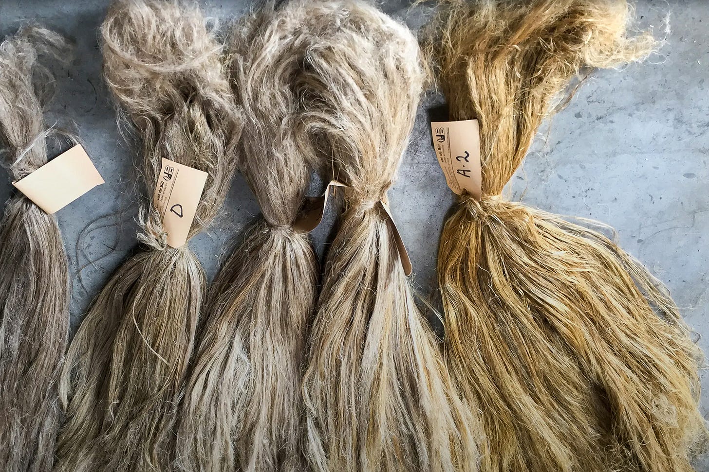 Bündel von aufgerauten, unterschiedlich hell-bis goldbraunen Flachsfasern liegen nebeneinander auf einer grauen Oberfläche; jedes Bündel ist mit einem kleinen Papieretikett gekennzeichnet. Bündel von aufgerauten, unterschiedlich hell-bis goldbraunen Flachsfasern liegen nebeneinander auf einer grauen Oberfläche; jedes Bündel ist mit einem kleinen Papieretikett gekennzeichnet.
