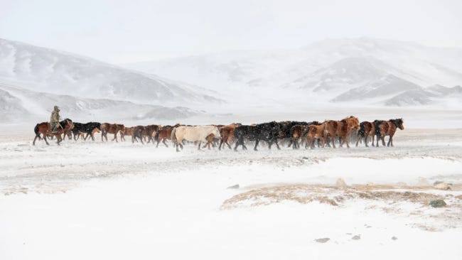 Sur une steppe enneigée, avec des montagnes à perte de vue, un cavalier mène un troupeau de chevaux.