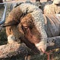 Fat Turkey Farm's avatar