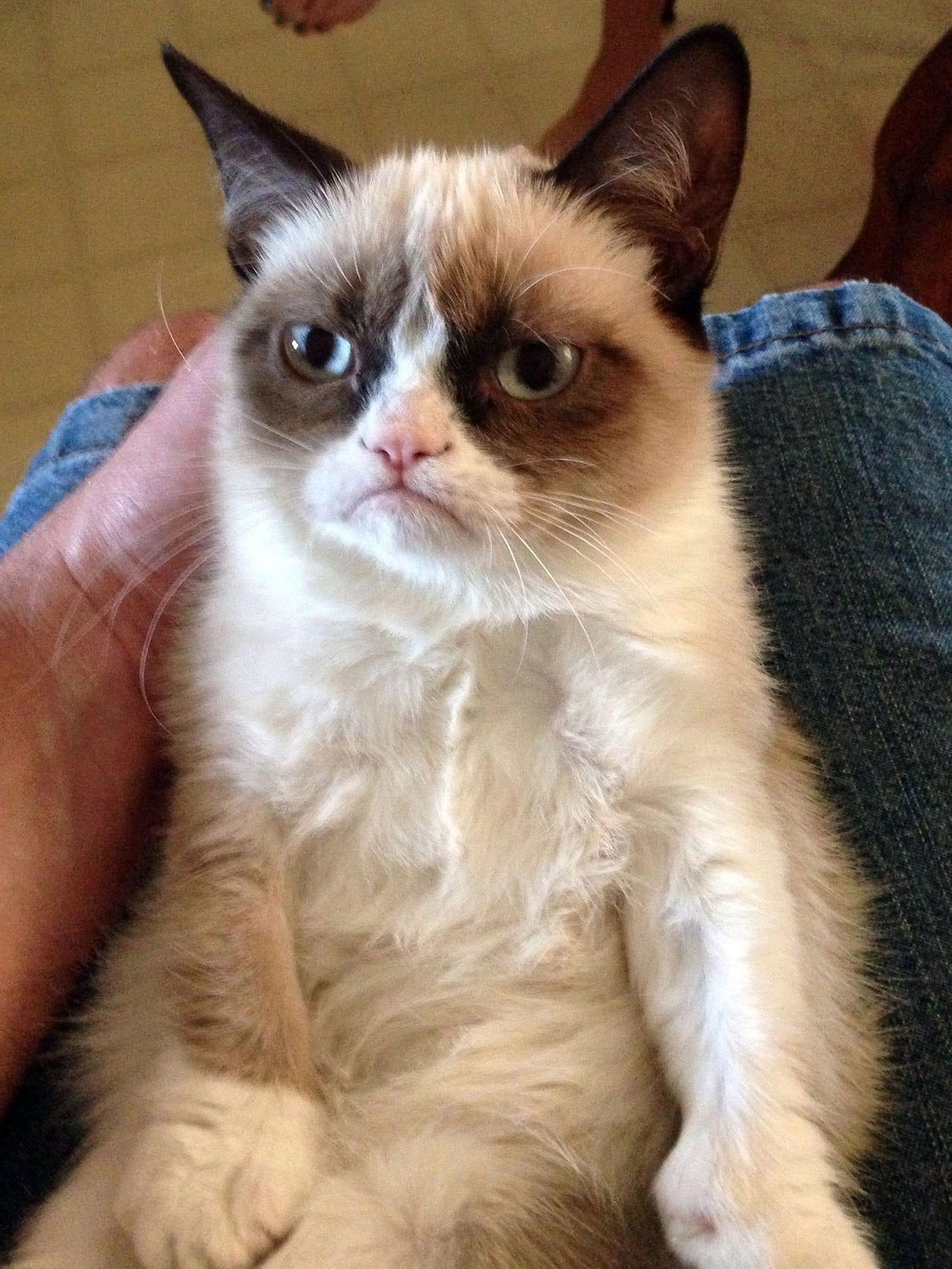Grumpy-looking cat goes viral, cheers millions