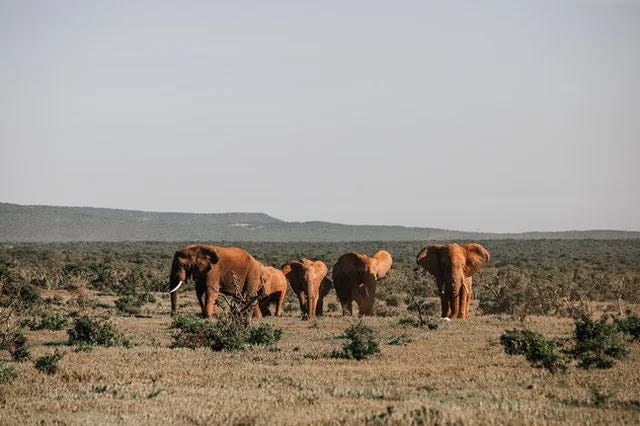 Elephants in African safari