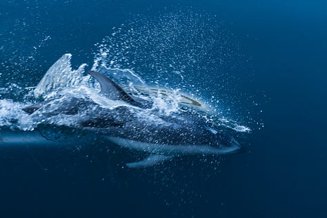 Photographs of Pacific white-sided dolphins swimming in clear waters.