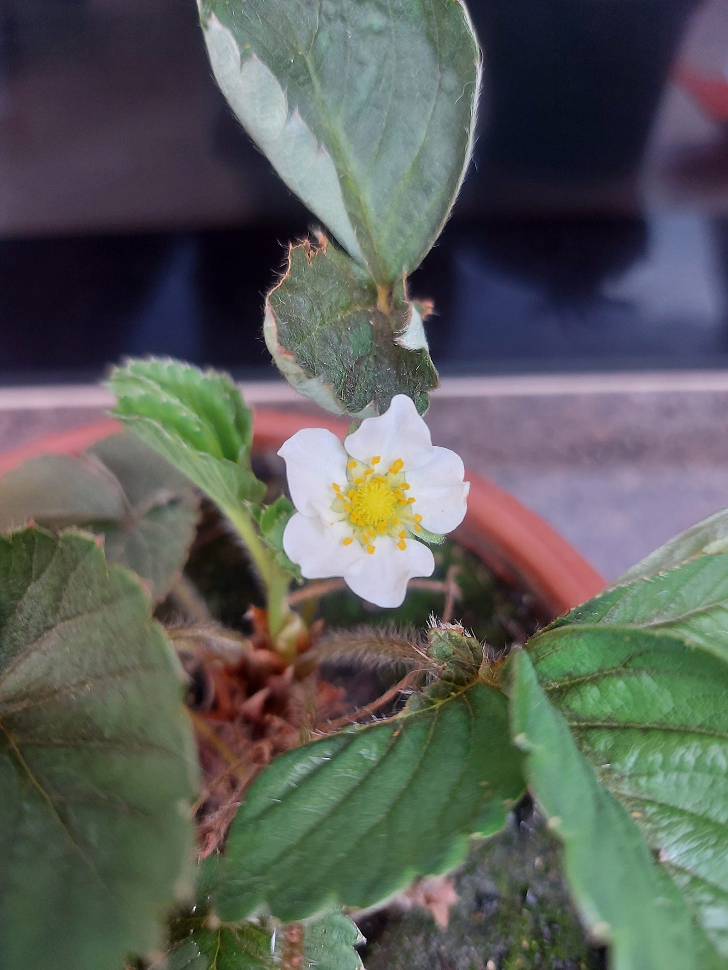 Pequena planta de morango com uma flor.