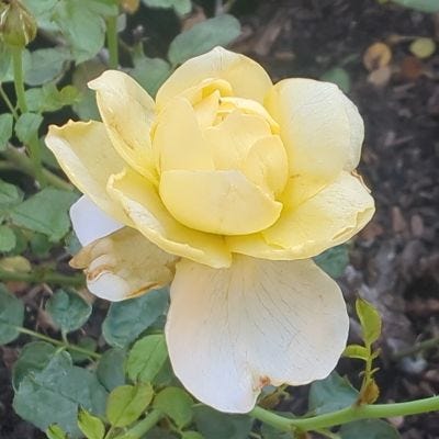 Summer Roses in Bloom
