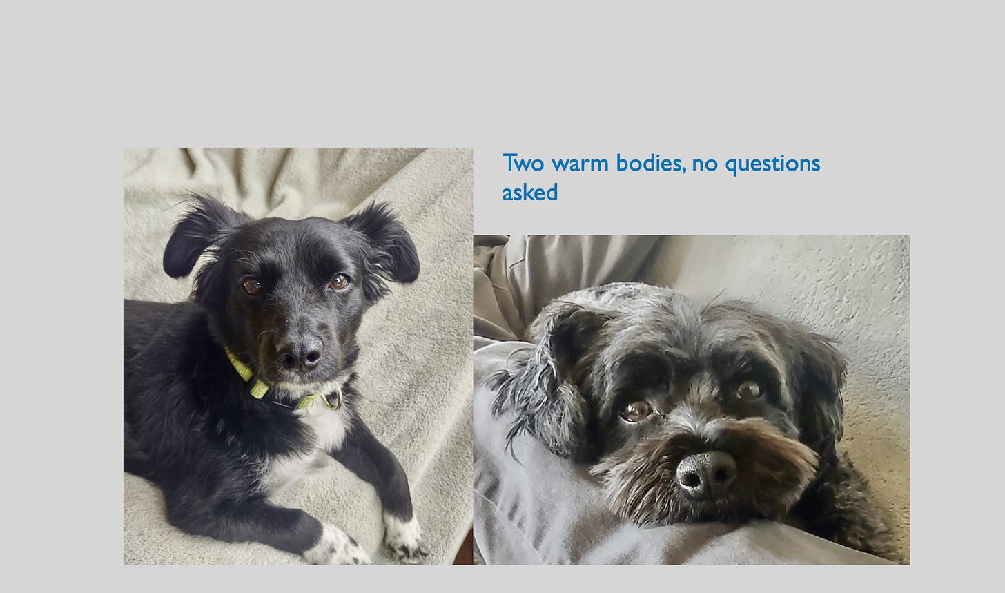 a black dog and a gray dog in two frames side by side with the caption: two warm bodies no questions asked