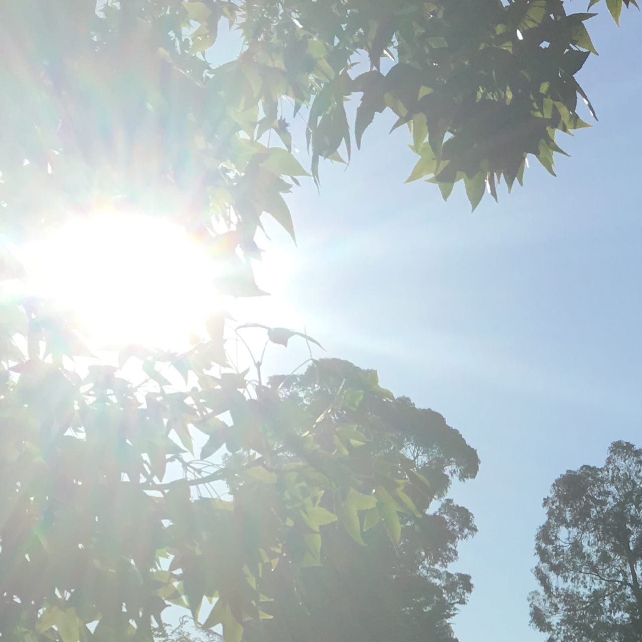 Field Notes by Sean Wyer