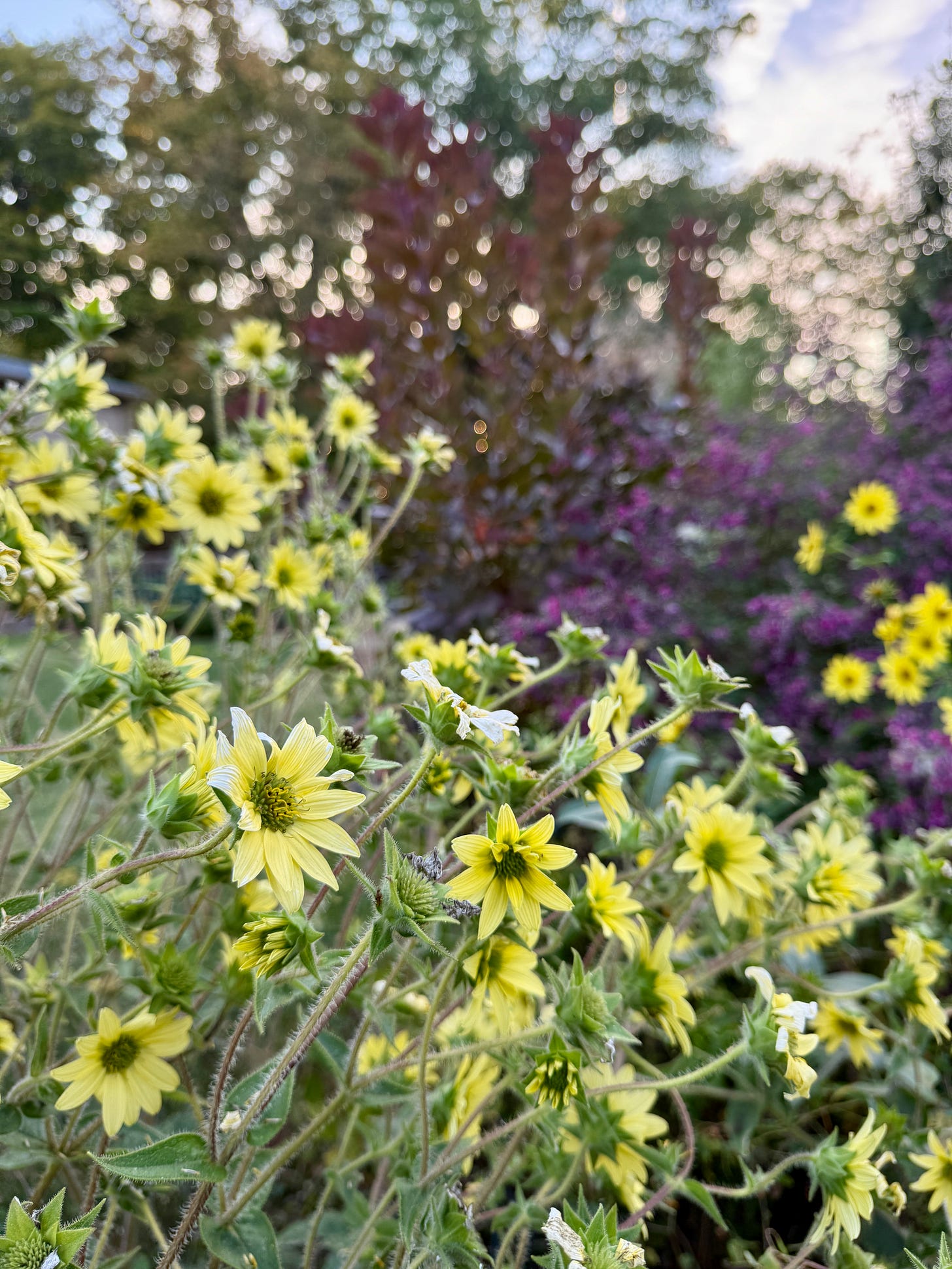 Silphium mohrii, Lespedeza with Cotinus (Smokebush) in the background.
