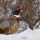 Ten Mile River Preserve