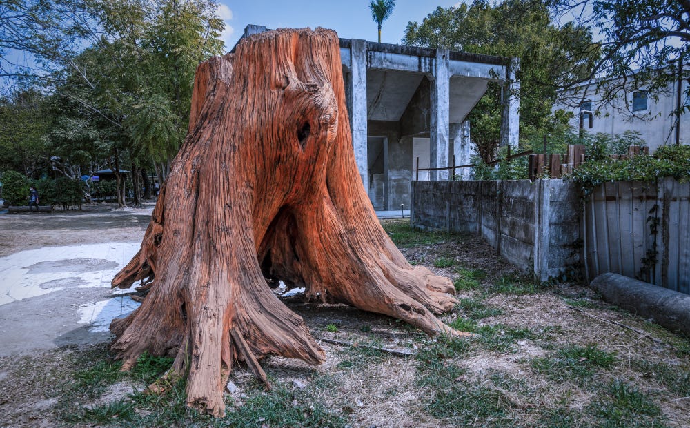 The remains of a hardwood tree trunk stand at the Chiayi Heritage Alishan Forestry Village 阿里山林業村, part of the Chiayi Sawmill