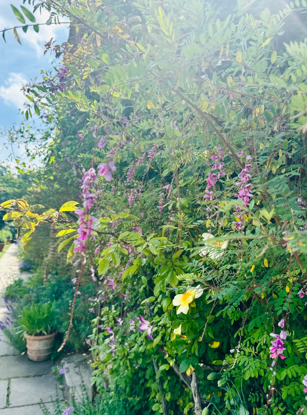 three beautiful plants growing up a wall