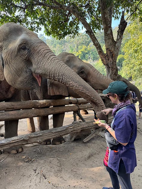 montage of elephants