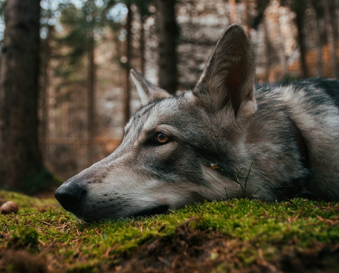 a wolf lying in the grass