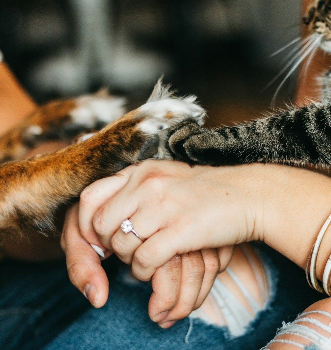 person holding brown tabby cat