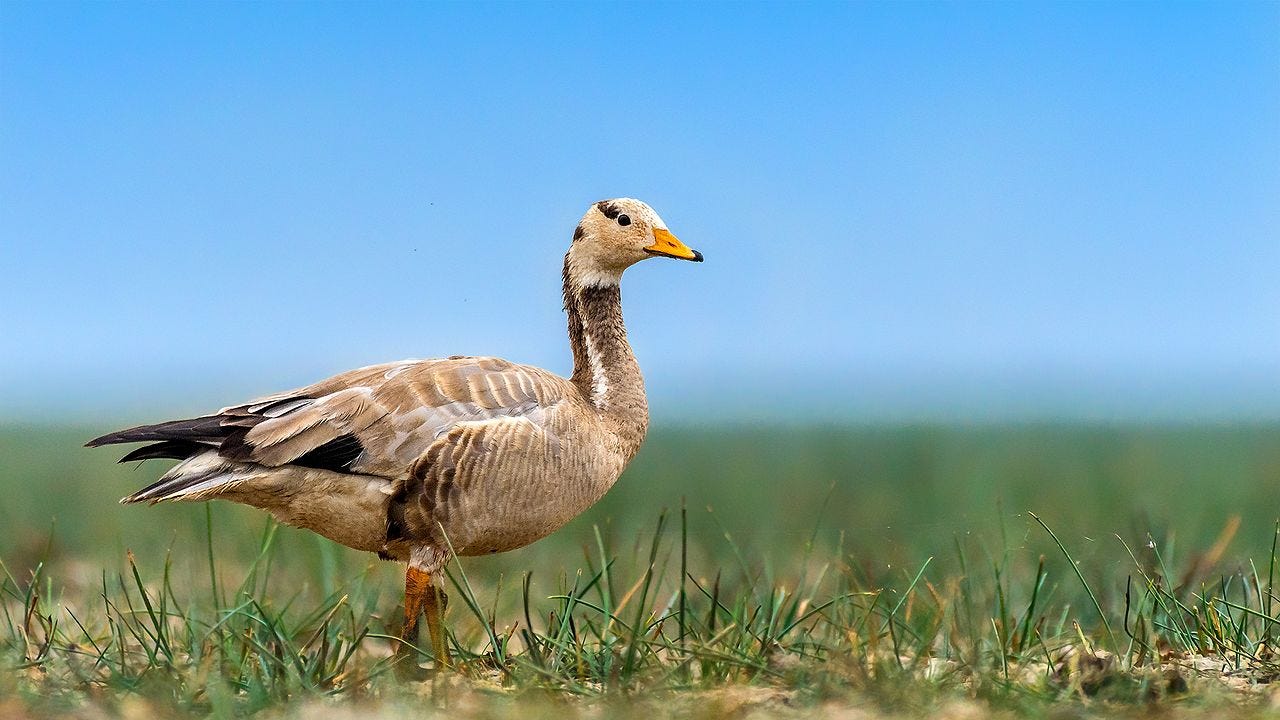 A bar-headed goose. Credit: Mprasannak/Wikimedia Commons, CC BY-SA 4.0