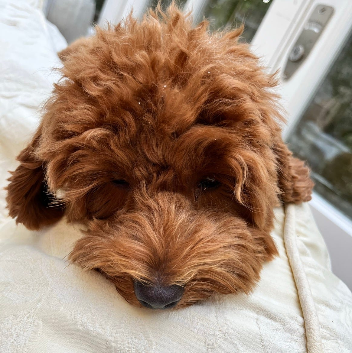 Nicole’s Newsletter