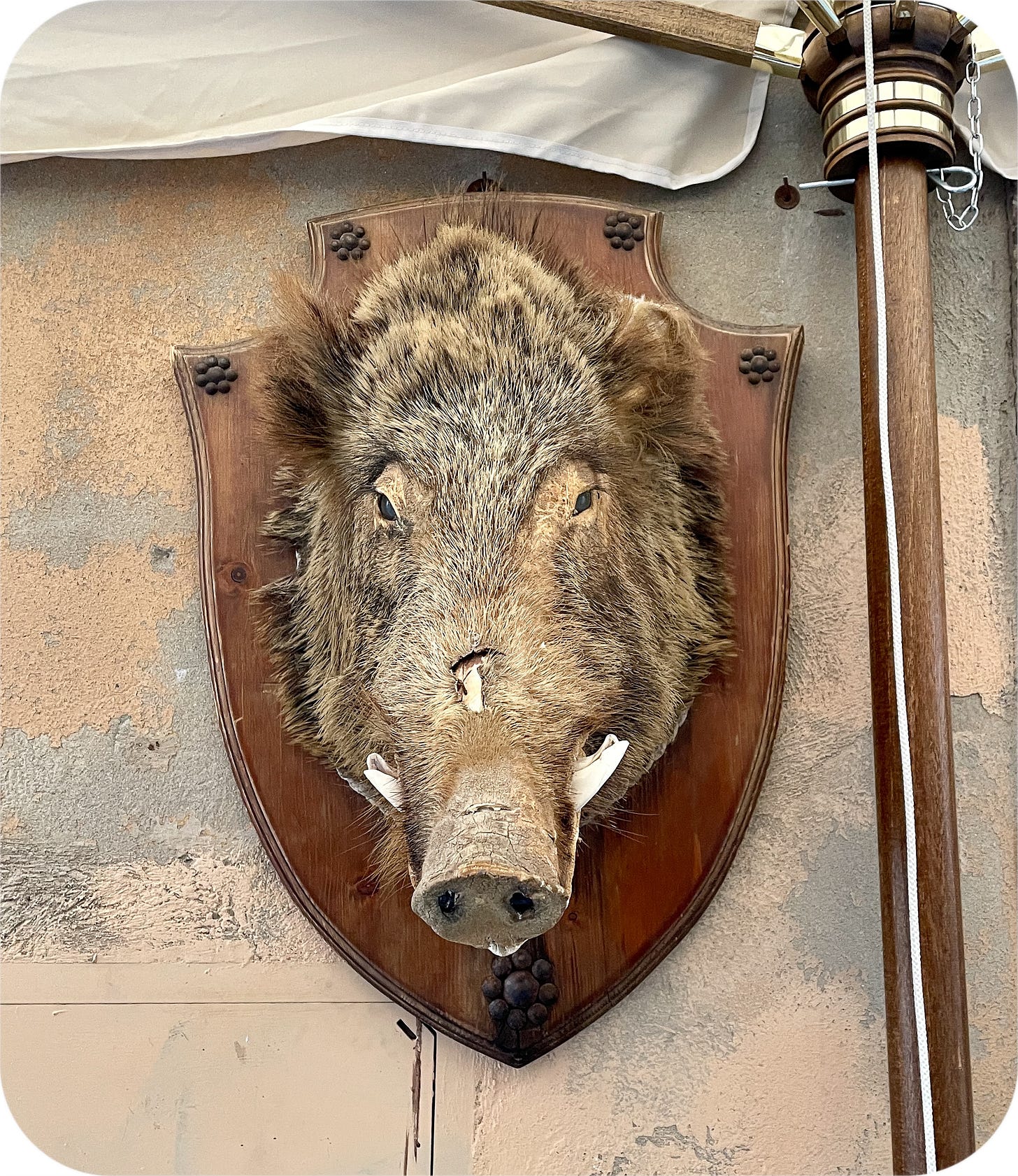 Boar's head. Orvieto, Italy