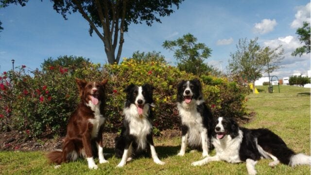 Four of the canine participants who took part in the study: Morante, Kunkun, Odin, and Molly (from left to right). Researchers scanned their brains to explore how dogs process human emotional expressions. Four of the canine participants who took part in the study: Morante, Kunkun, Odin, and Molly (from left to right). Researchers scanned their brains to explore how dogs process human emotional expressions.