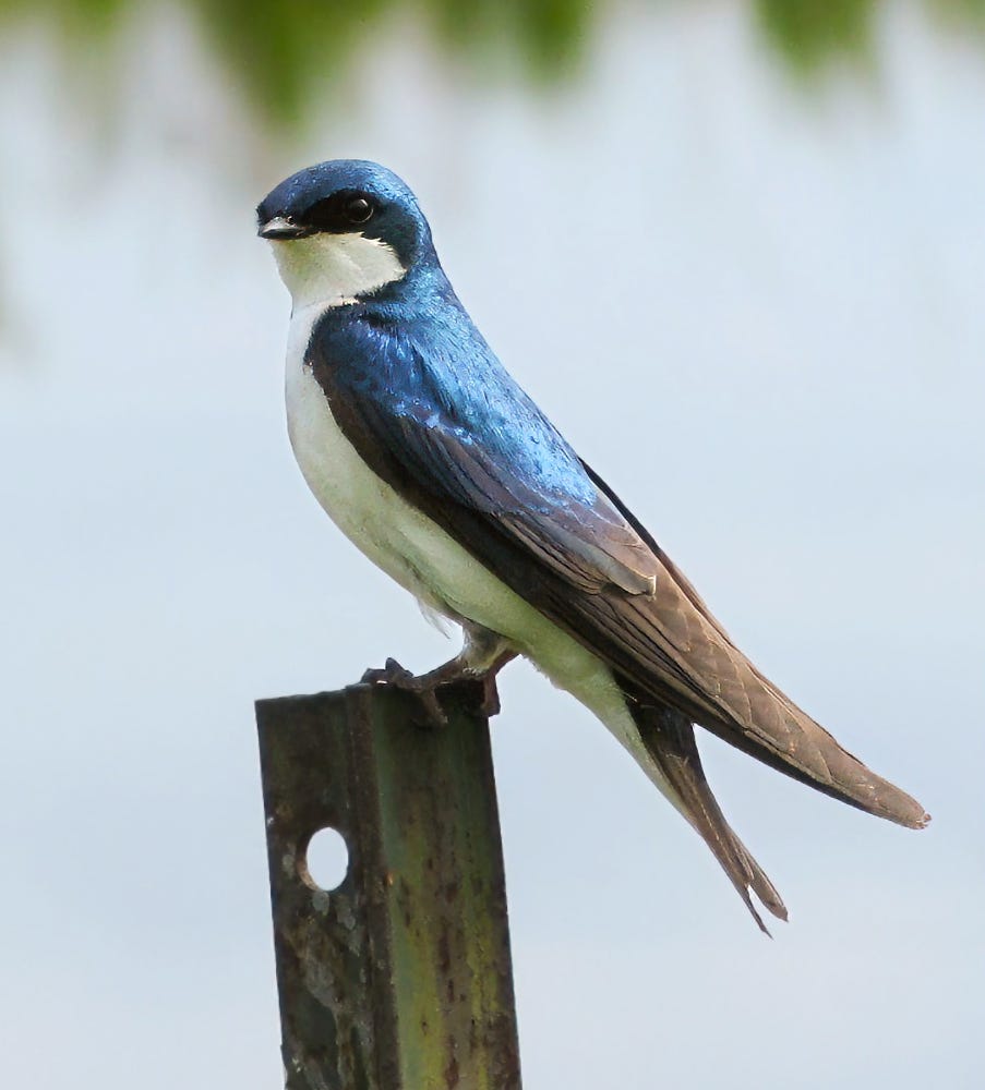 Tree Swallow Tree Swallow