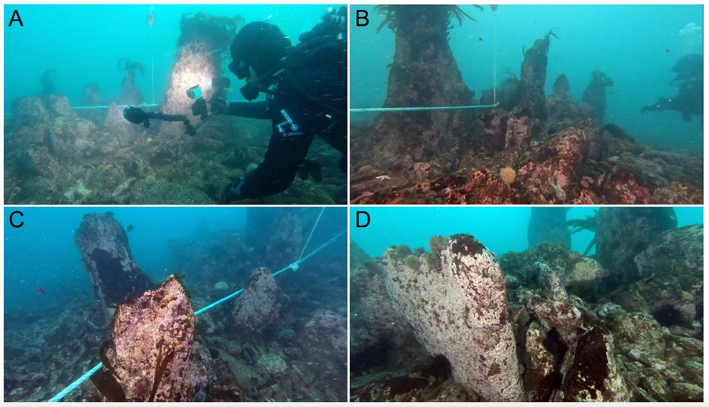 Four underwater photos show a diver examining and documenting large, encrusted shipwreck timbers marked with a measuring tape on the seafloor.
