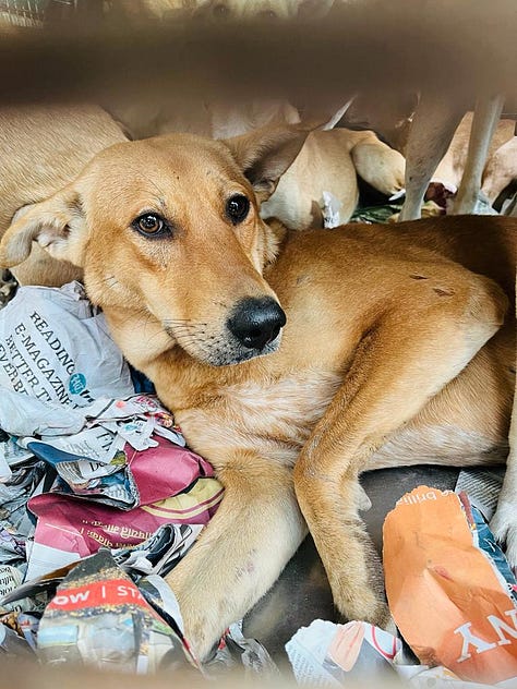 Images of adorable doggos being transported for their spay/neuter and vaccination.