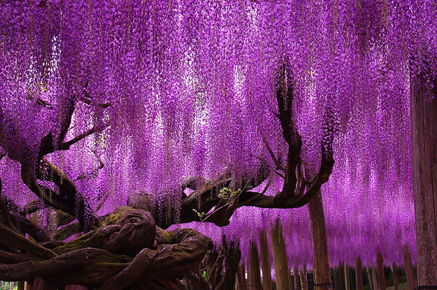 16 Of The Most Magnificent Trees In The World | Bored Panda 16 Of The Most Magnificent Trees In The World | Bored Panda