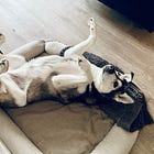 BC Conservatives Doing Like The French Left And Uniting Maybe! They Should Do Not That.