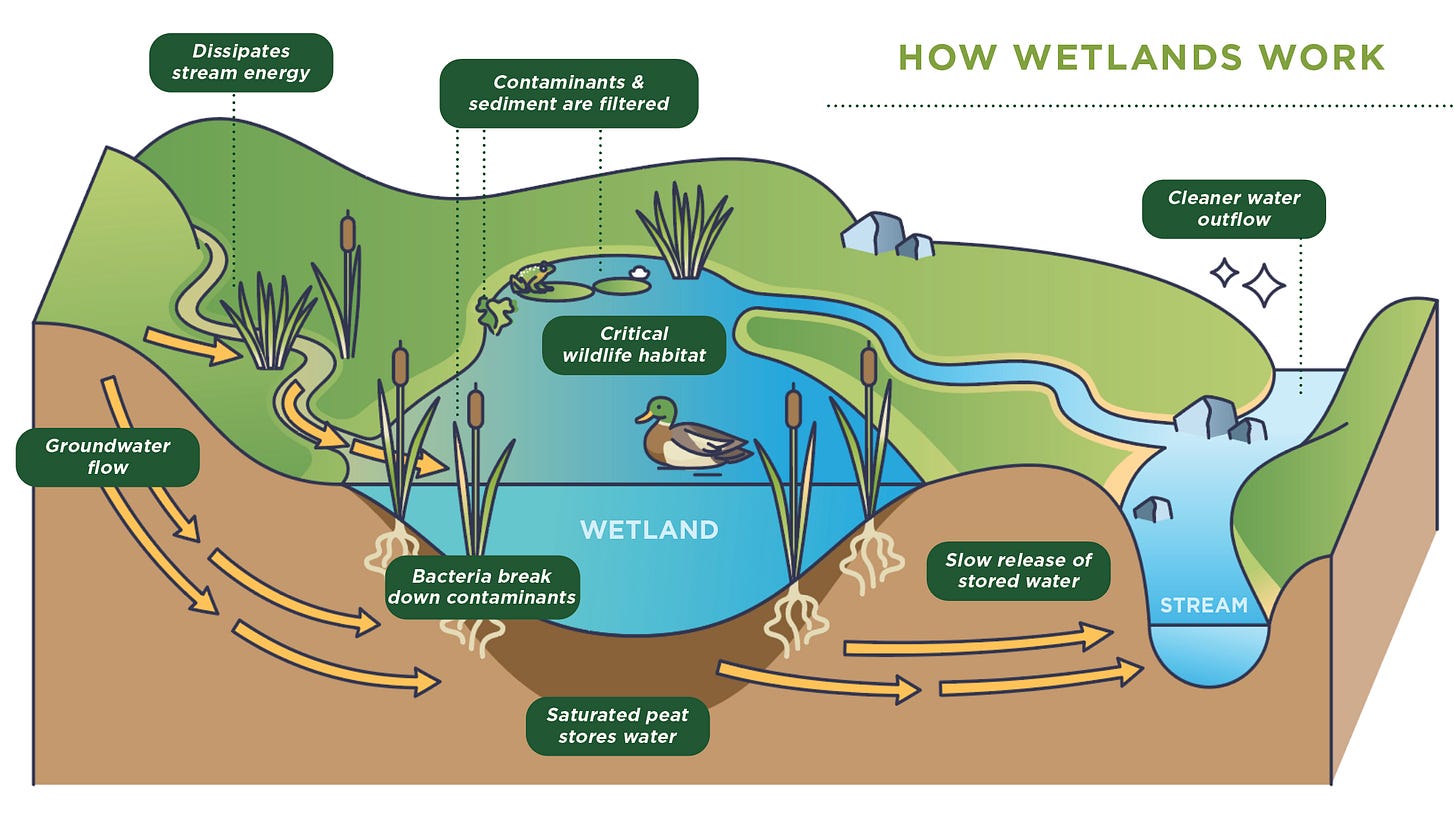 Why Wetlands Matter | Upstate Forever Why Wetlands Matter | Upstate Forever