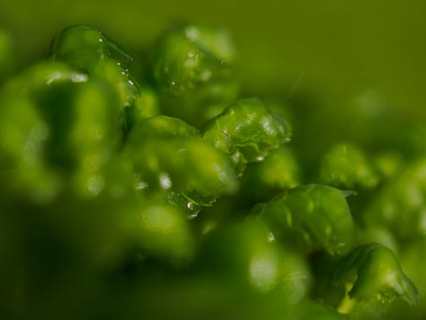 Photogrpahs of a mass of liverworts