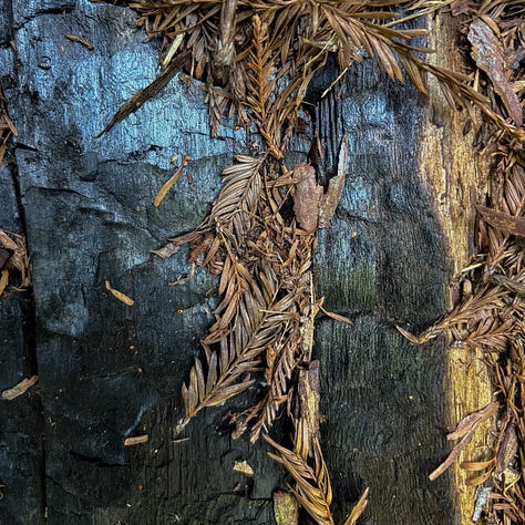close up of redwood tree bark in varying shades of brown and green