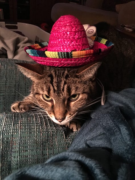 A Cat Named Jazzy